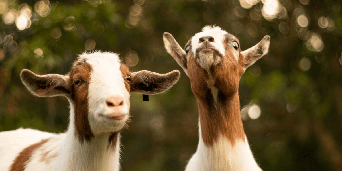 Qurbani Rules – Frequently Asked Questions, Answered