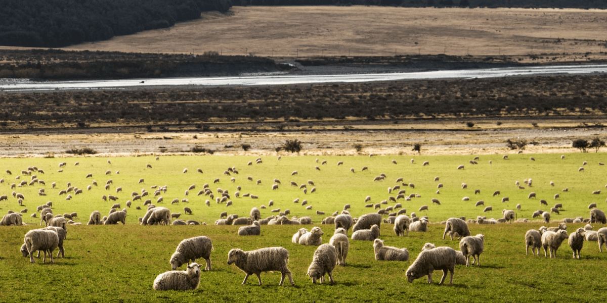 Who is Qurbani compulsory on? – Everything You Need To Know
