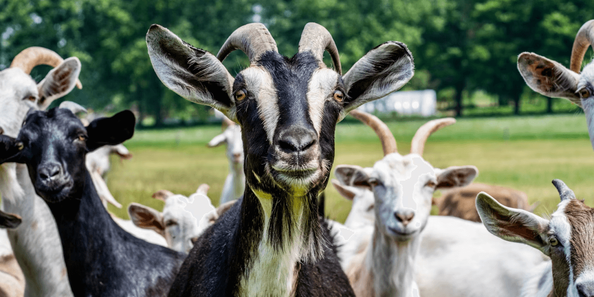 What is Qurbani in Islam – From Rules to the Type of meat – Everything you need to know